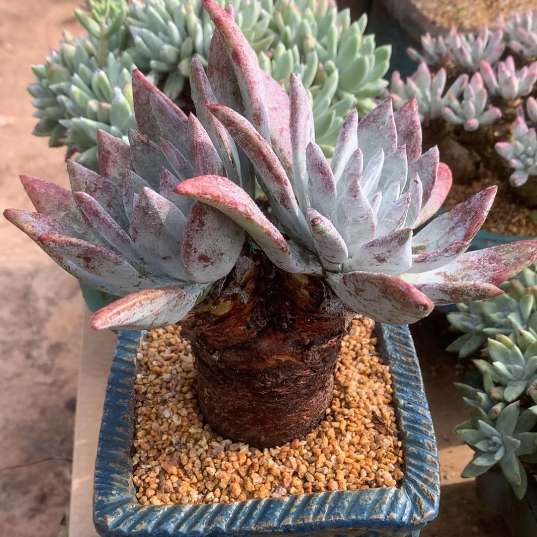 1680流丹白毫苹果叶杂交