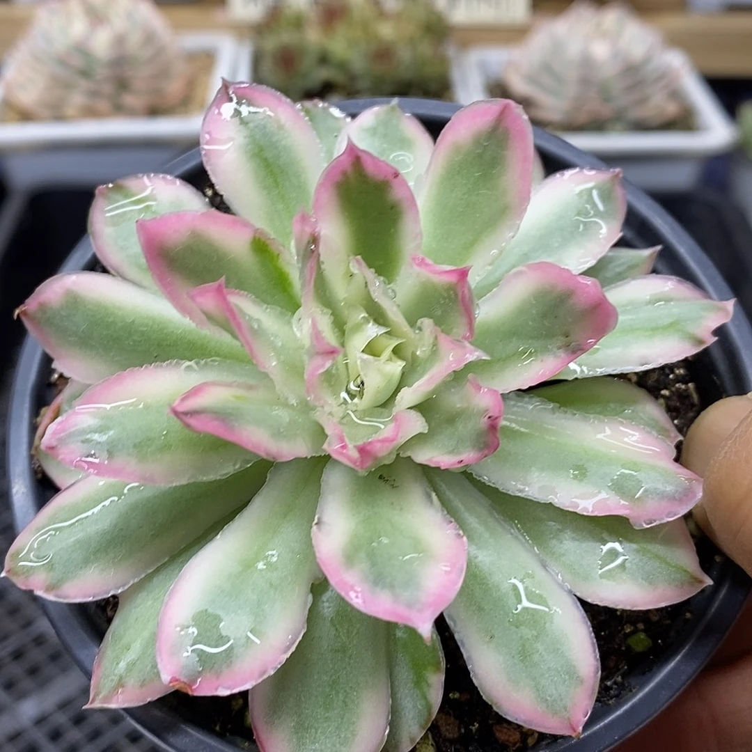 1691 紫蝴蝶锦 需延时发货