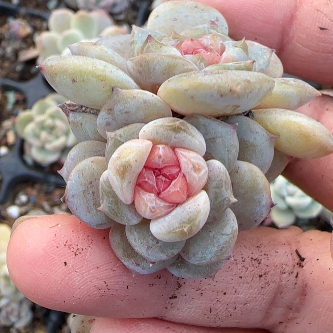 小卡拉米糖心一物一拍