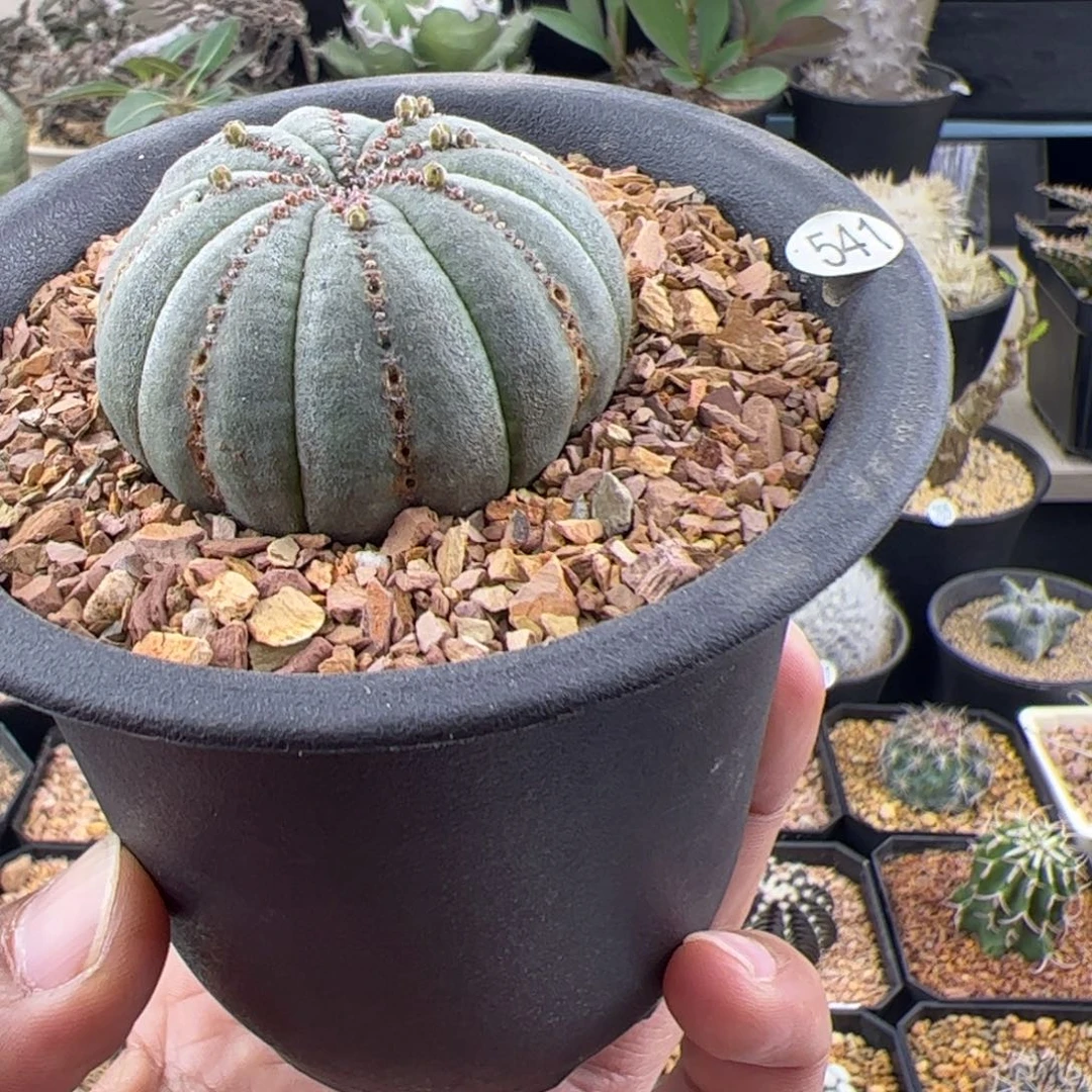 锈斑布纹球4.6一物一拍541