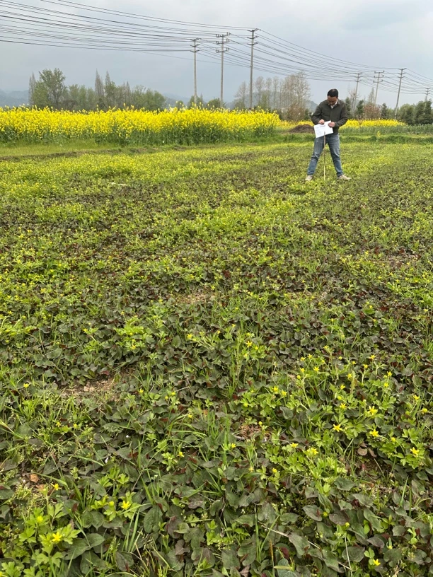 农家自己种的鱼腥草 折耳根