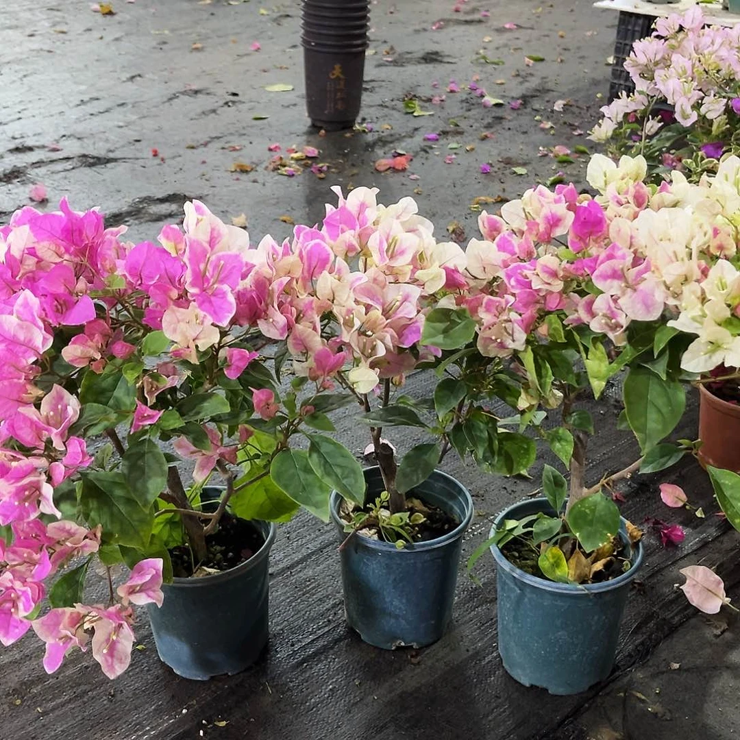 大部分花苞少量开放章红英掌中宝一颗