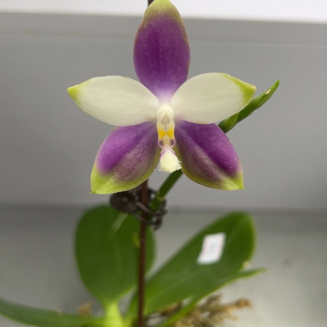 完全开放2.5寸杯蓝珍妮全体浓香