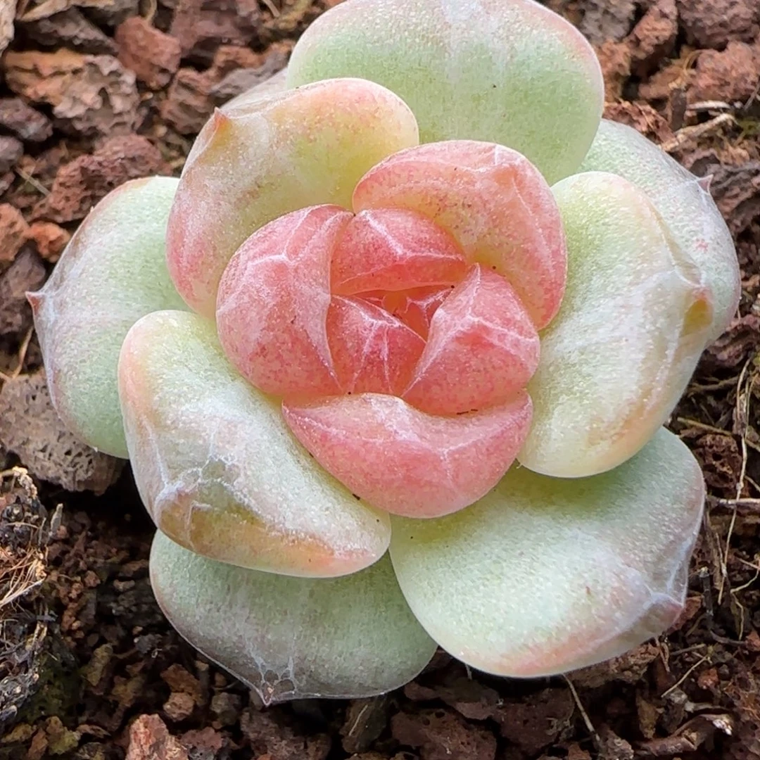 【满29包邮非偏远】627