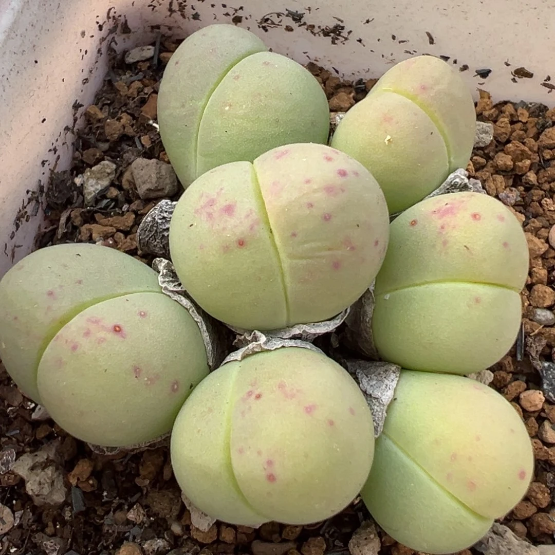 182多肉植物种类和