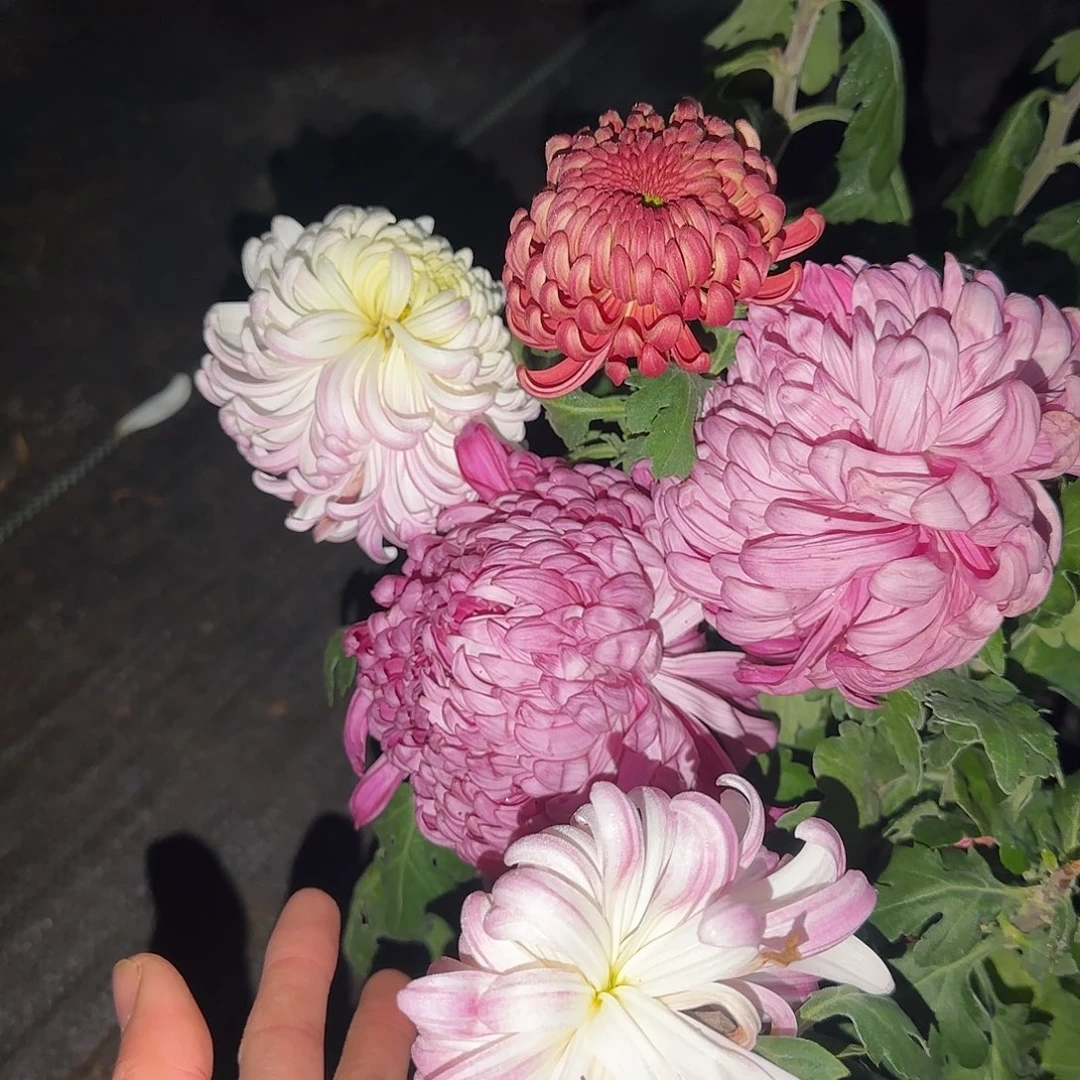 全部花朵E0000004