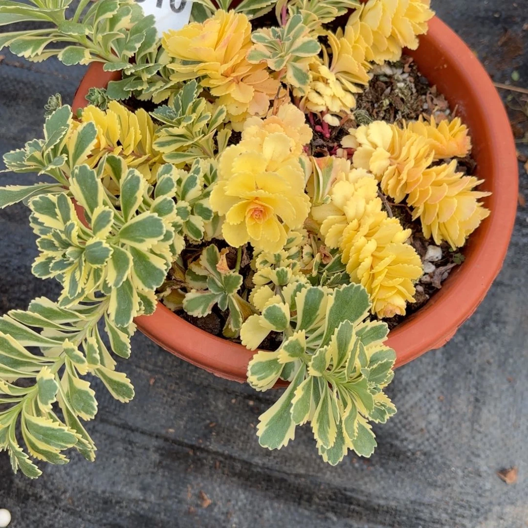 黑**瑰亚特兰蒂斯0810发货