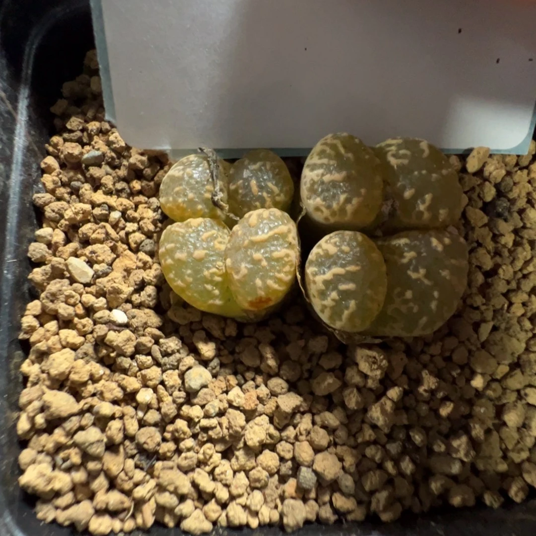 14-116肉锥多肉植物