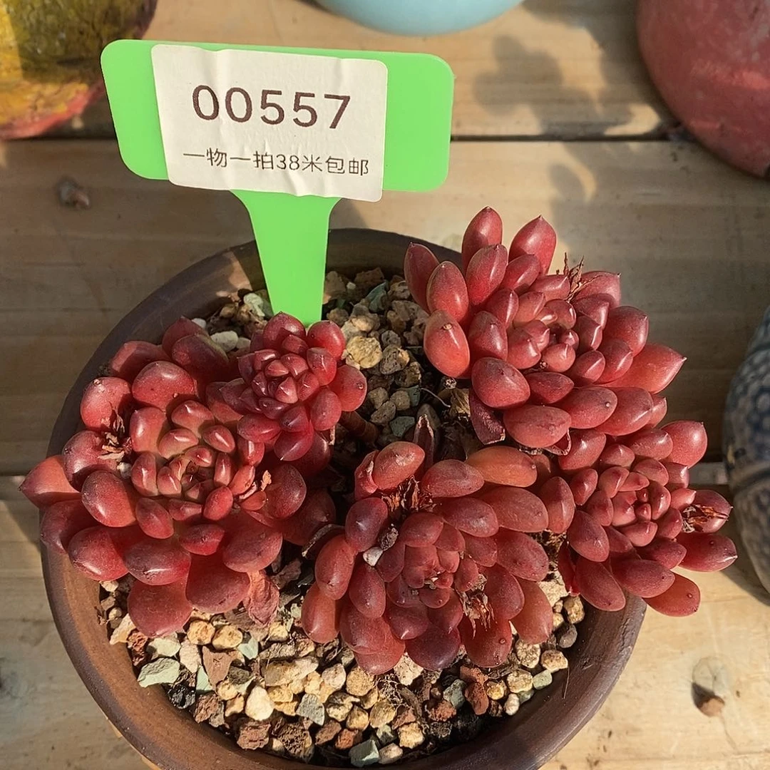 00557？哦图UN抱我的
