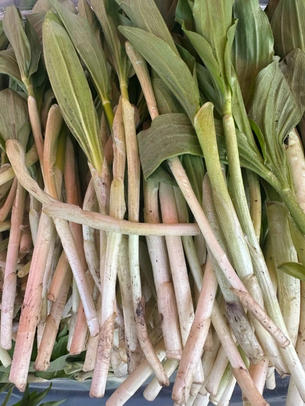 东北山糜子新鲜山菜蘸酱菜可冬储