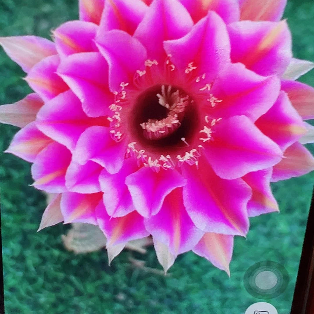彩草 1002侧芽 满20包邮