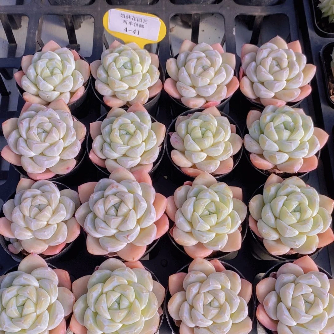 4-41-M精品雪媚娘单头两个