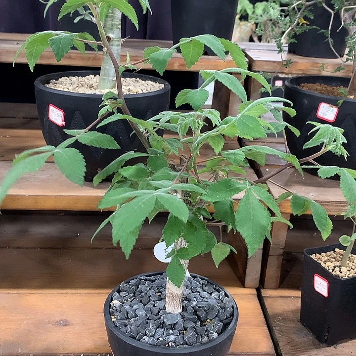 538科帕橄榄哈哈哈哈哈