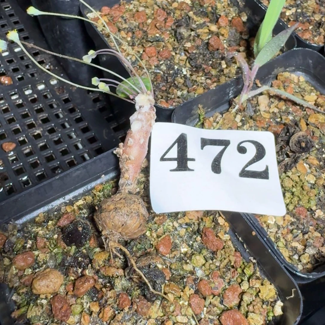 派马厚敦菊一物一拍多肉