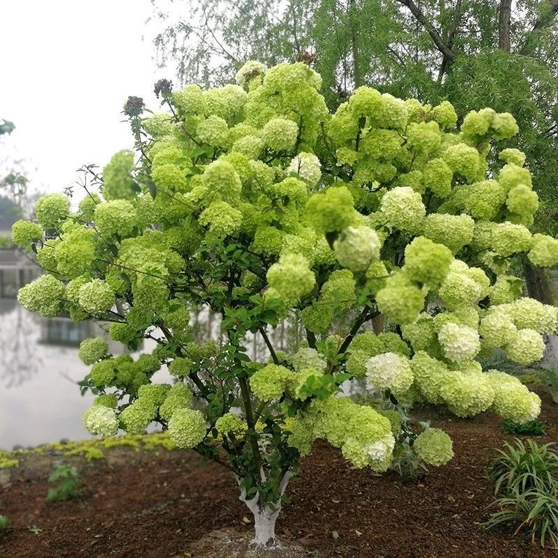 中华木绣球大花斗球庭院花园别墅造景耐寒耐热一物一拍