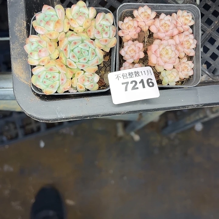 阿雅园艺。        7216焦糖