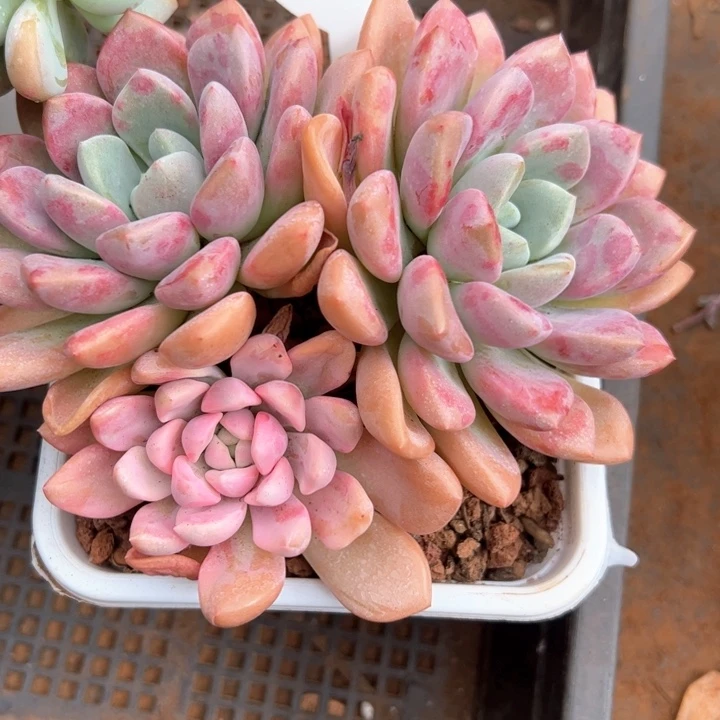 08花瓣露锦平平安安