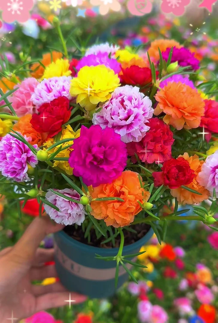 【一物一拍】重瓣太阳花五年老桩多色KU2