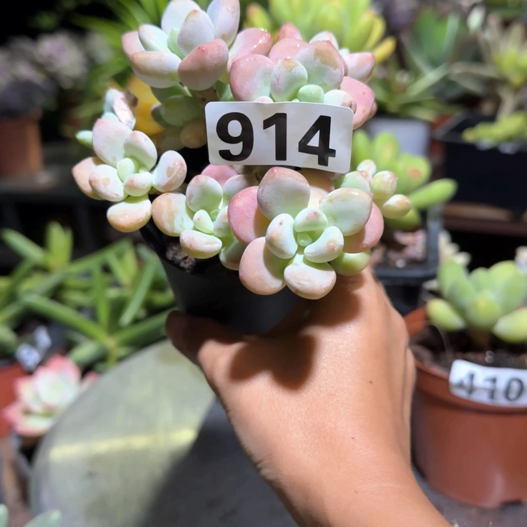 914号 一物一拍 一物一拍