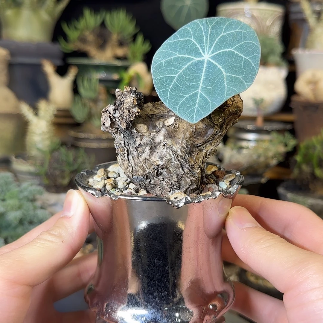 一物一拍老家一叶龟350