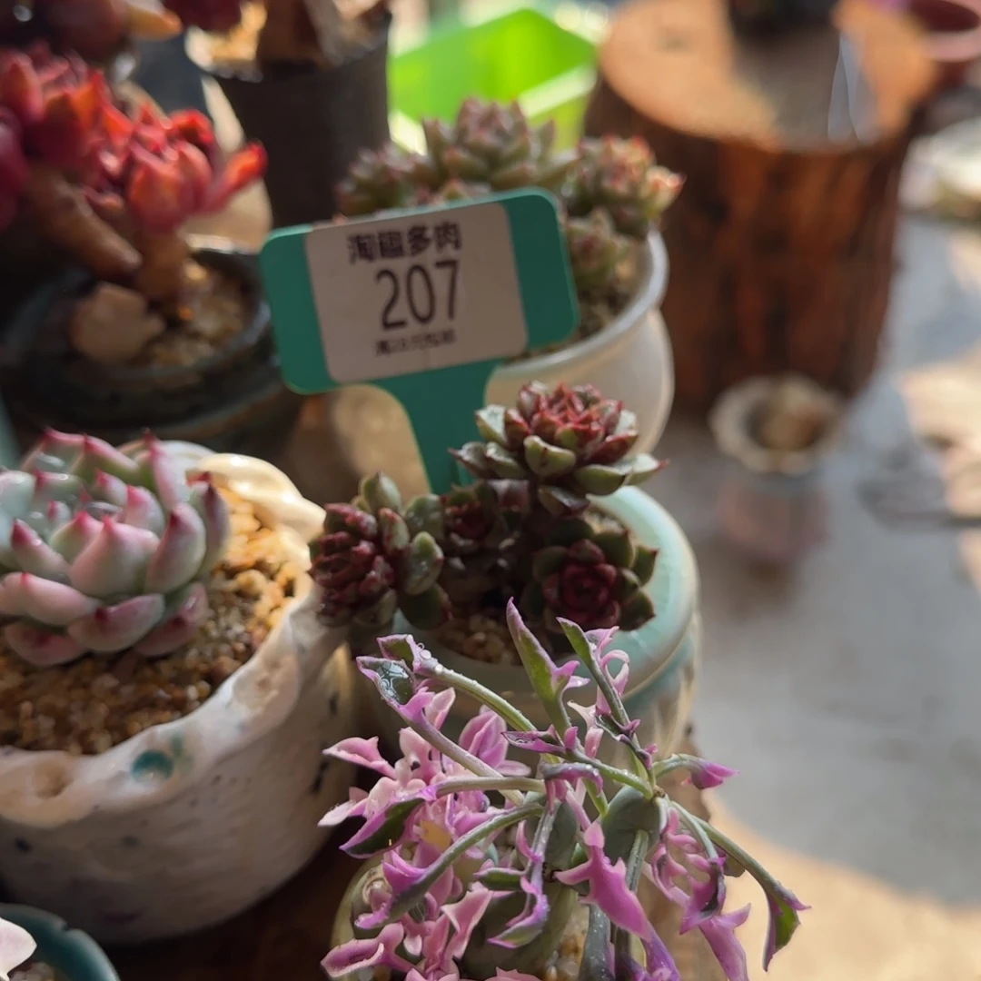 彼***阳多肉植物1111111111