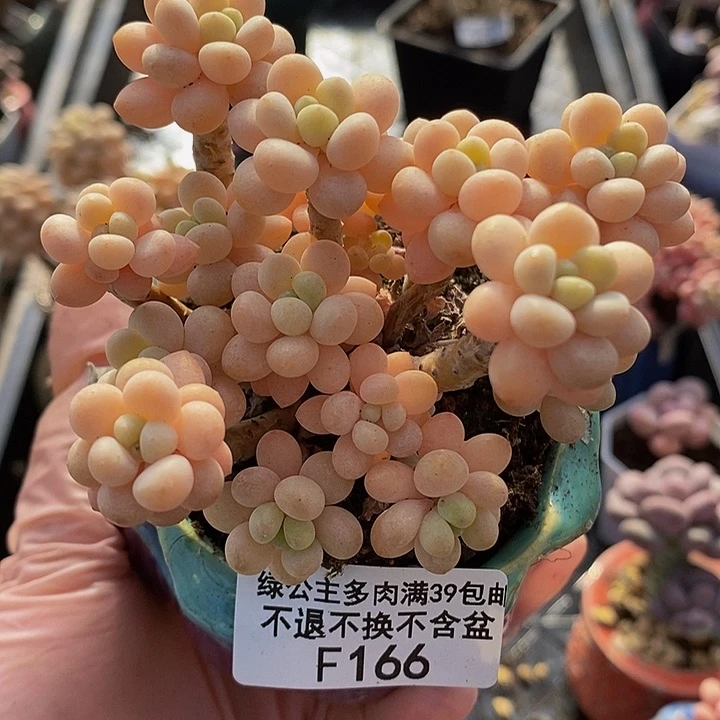 花朵鱼子酱8cm166多肉