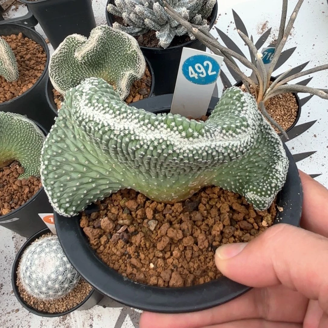 492实生菊水缀化带盆带土