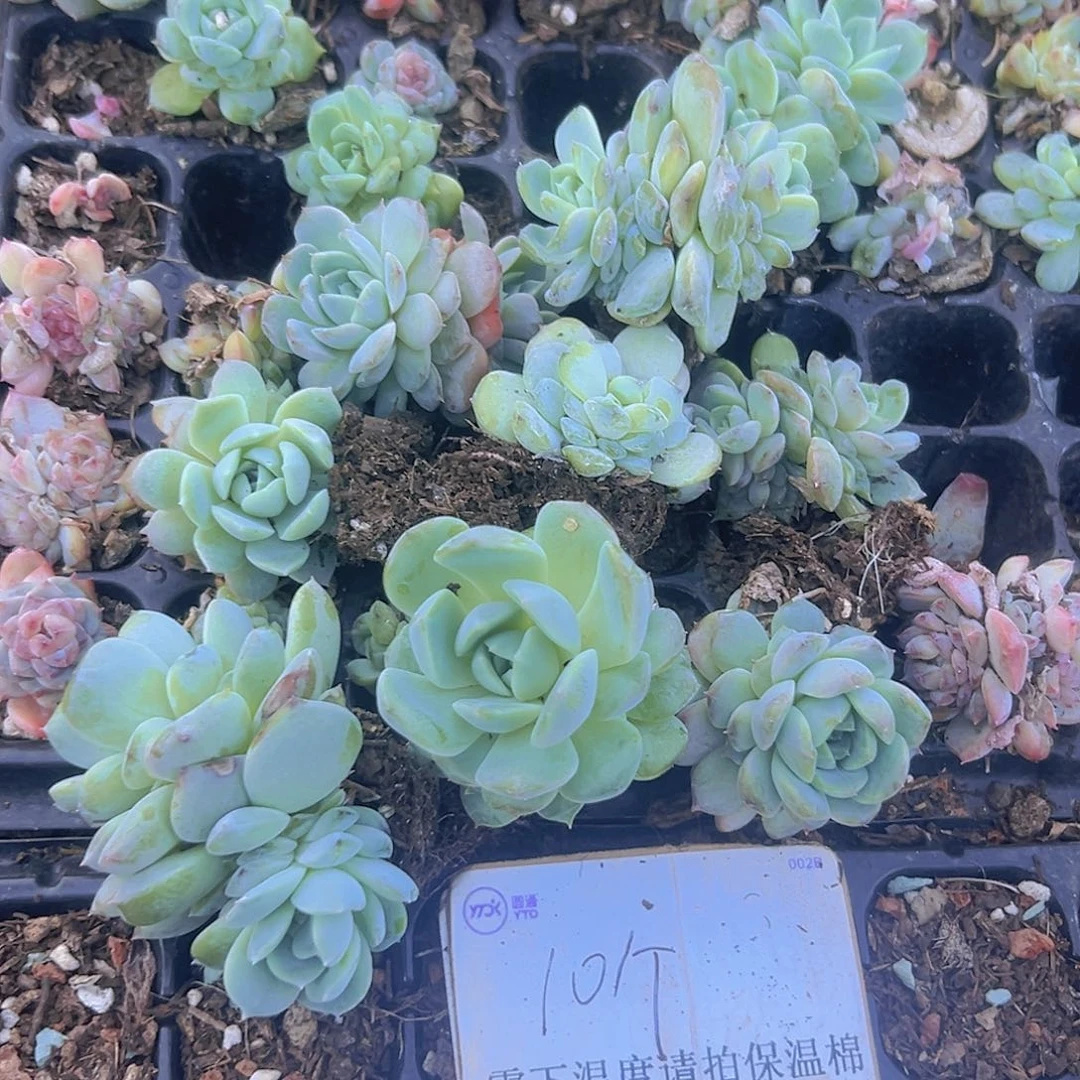 多肉叶插苗10个默认单头