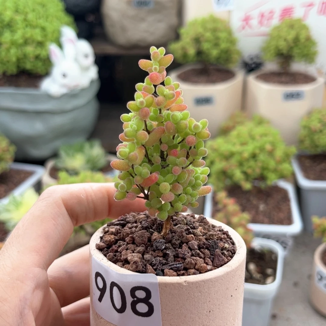 无花朵908蜜桔可爱多肉