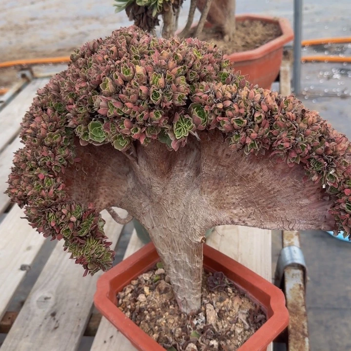 特价玫瑰150号特特特