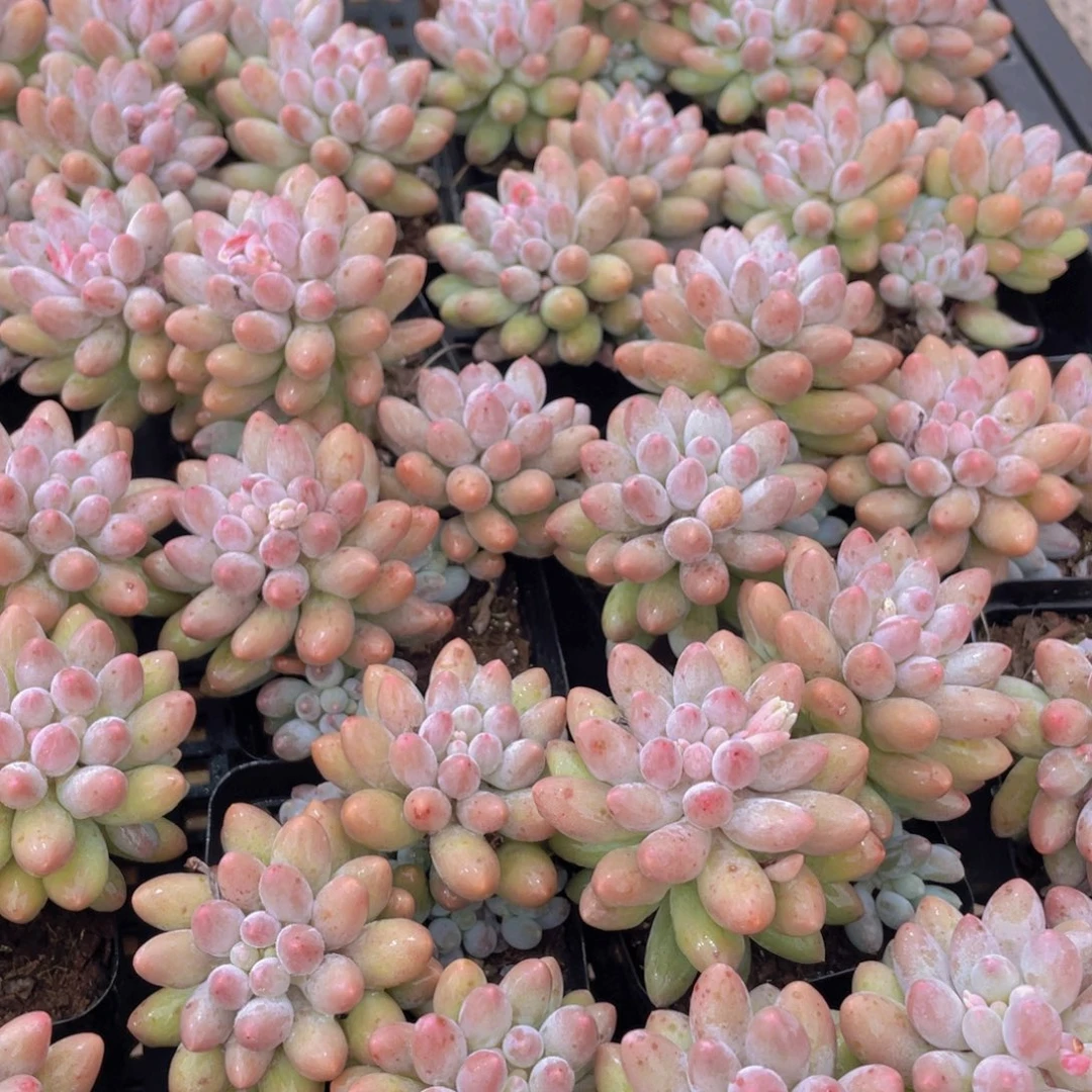 量拍62号 婴儿手指大双头一个