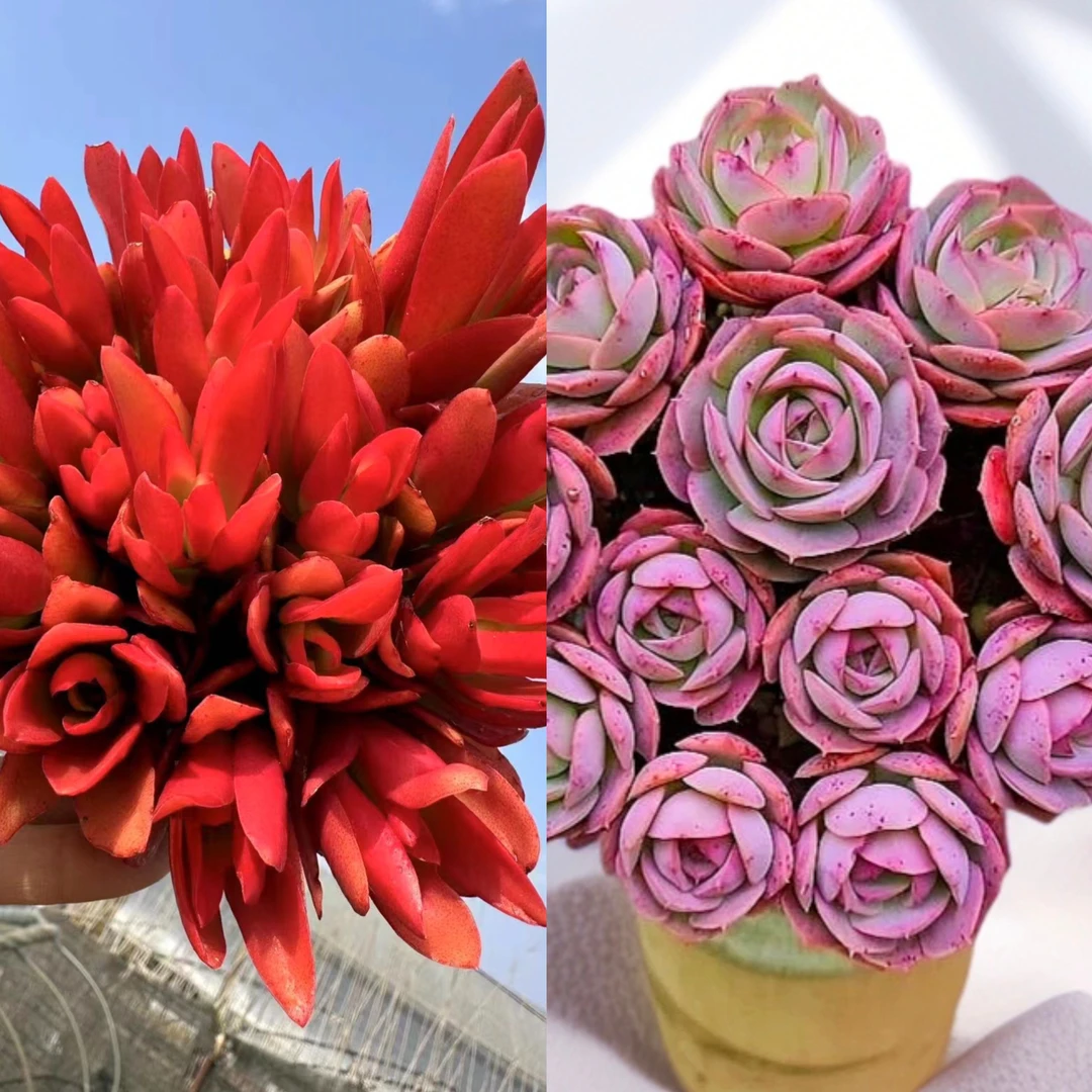 T【红百合＋克罗地亚玫瑰】红色老桩耐晒耐旱年宵纳福新手好养云南