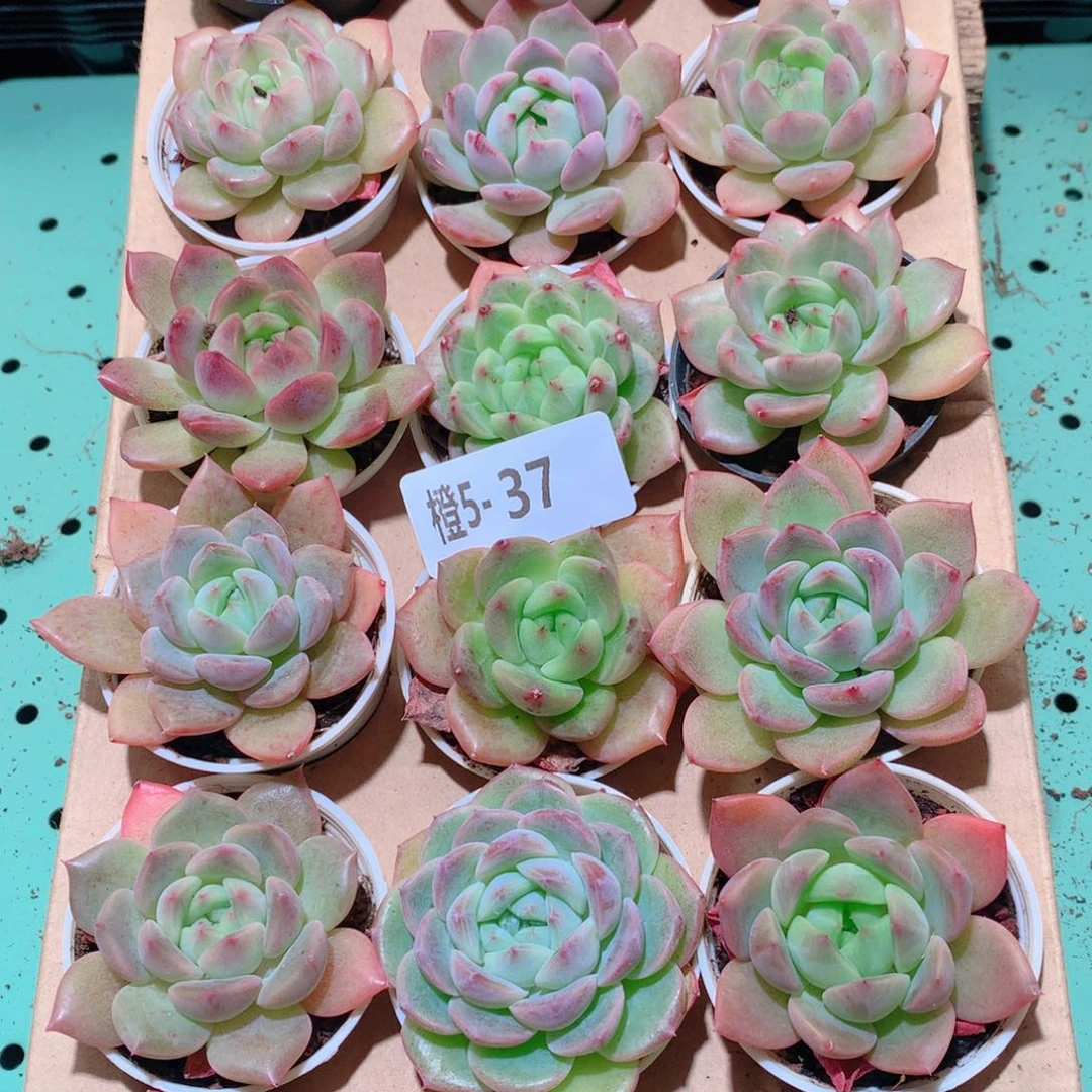 5-37一物一拍多肉带盆18颗