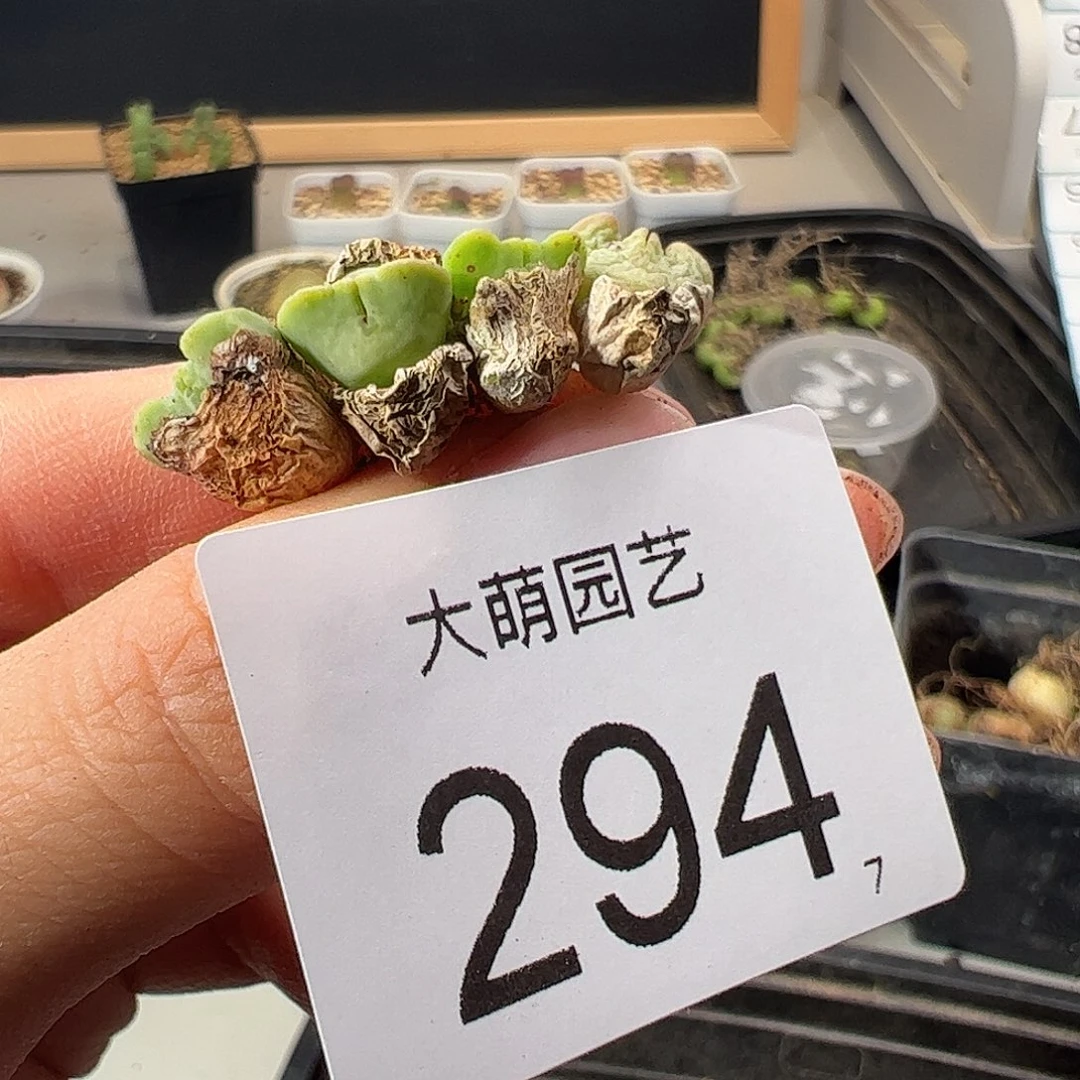 N*_0000294 一物一拍