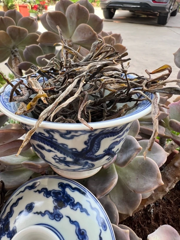 2025头春头采《广别兄弟挑采古树》生普