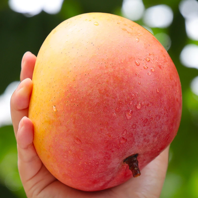 【10斤装】云南苹果芒澳芒当季水果大芒果似凯特芒果彩虹芒贵妃芒