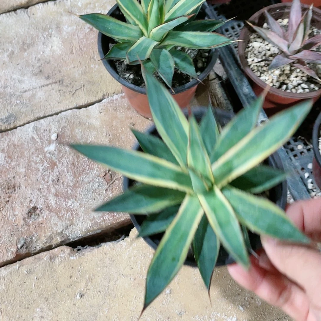 泷蕾锦小苗龙舌兰包邮