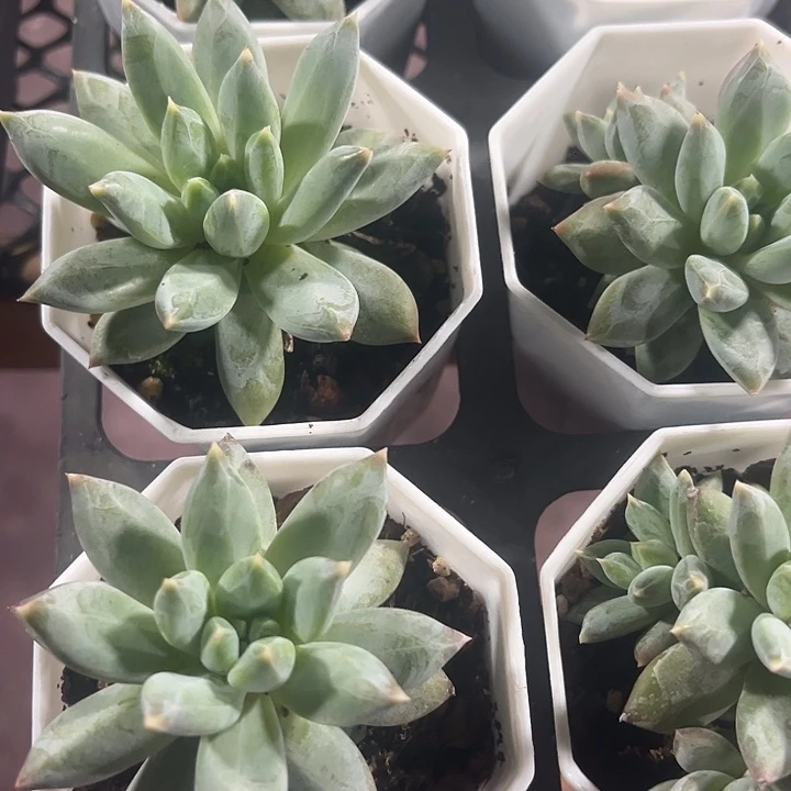 伊丽莎白精品多肉植物