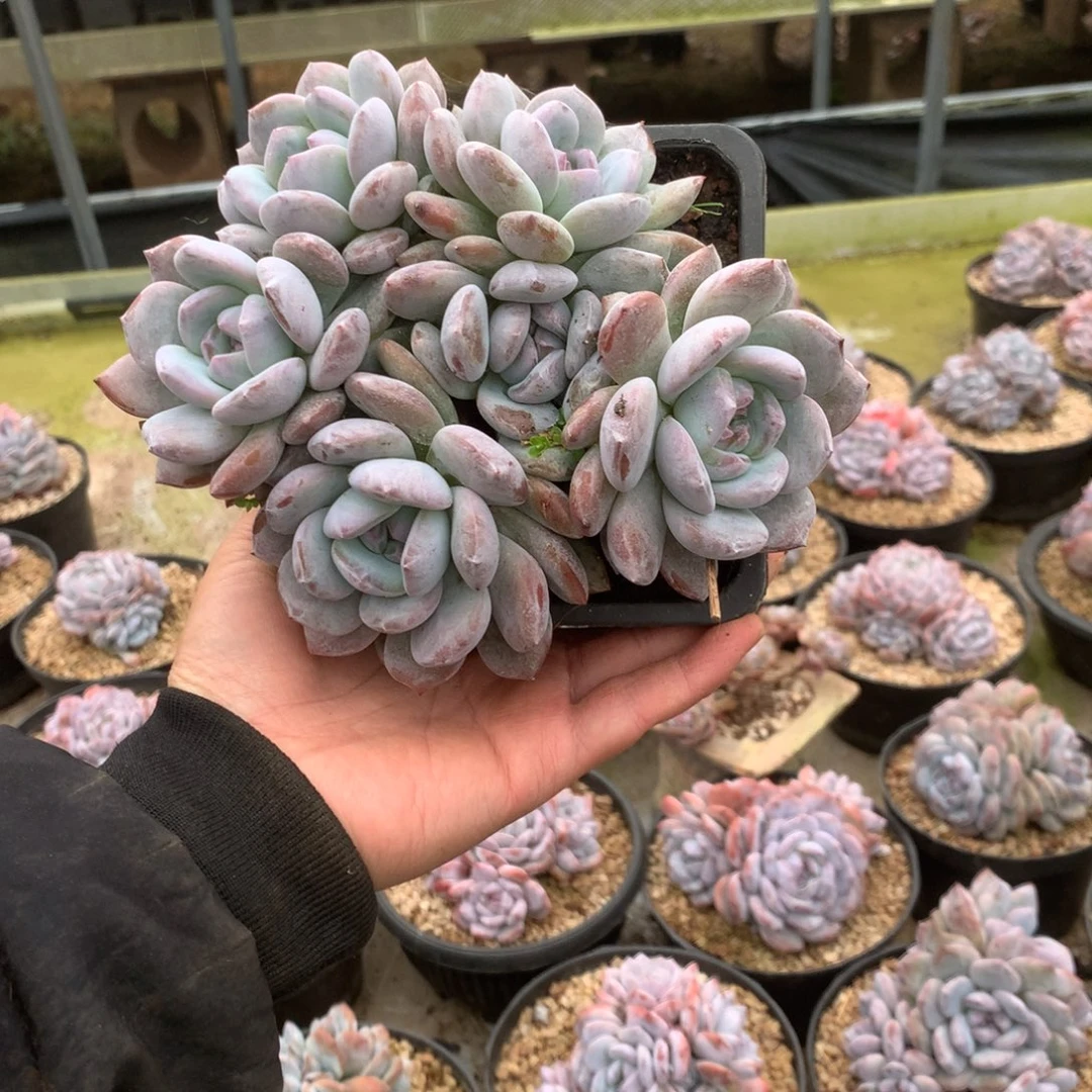 无花朵哈哈哈哈哈哈哈52