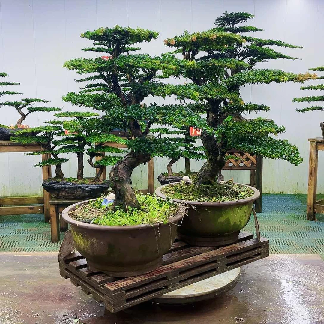 完全开放罗汉松盆景艺术