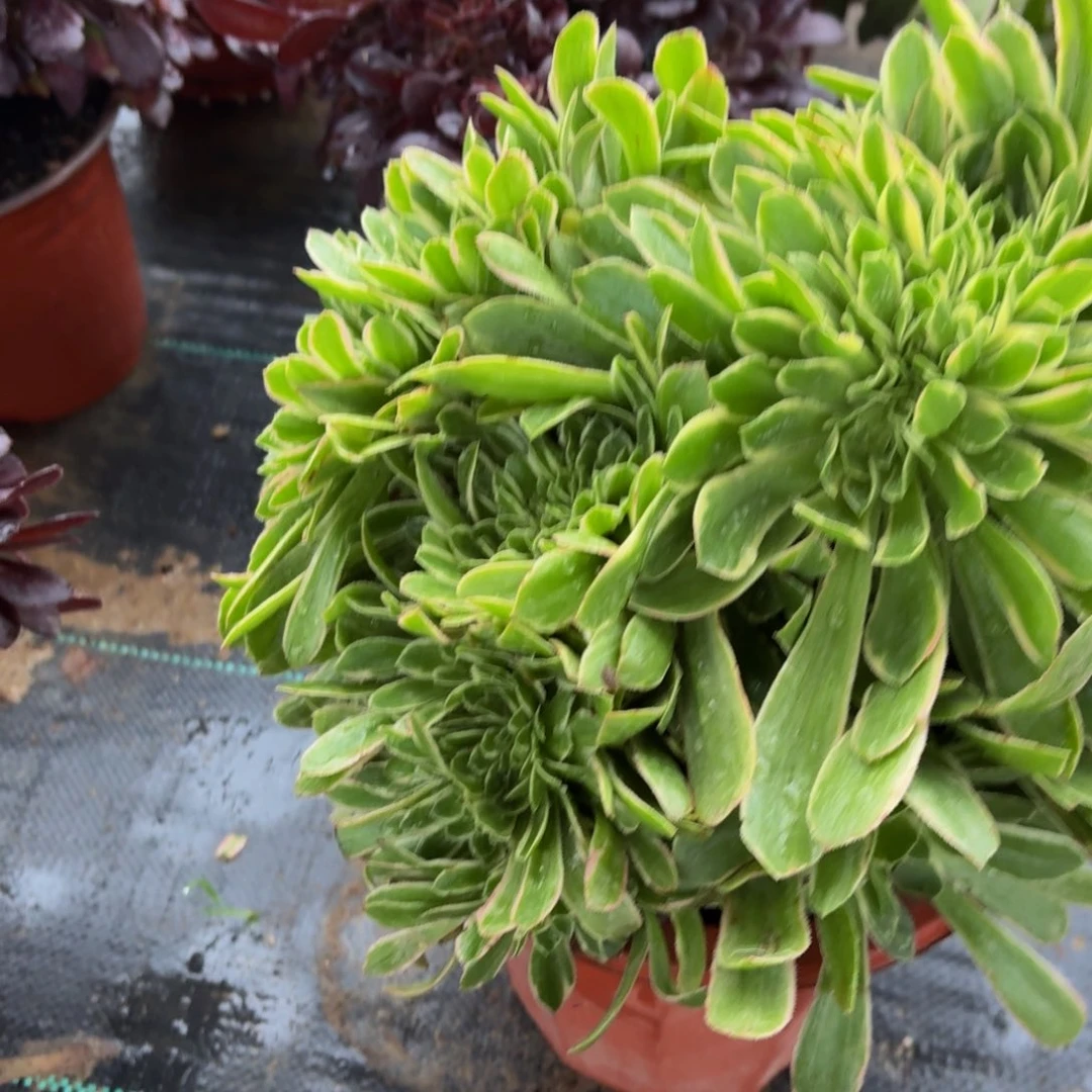 389多肉植物捧花的