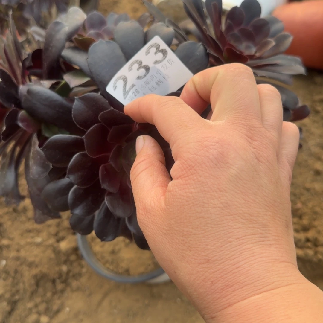 徐****）233号欧紫朵朵缀清棚不包损