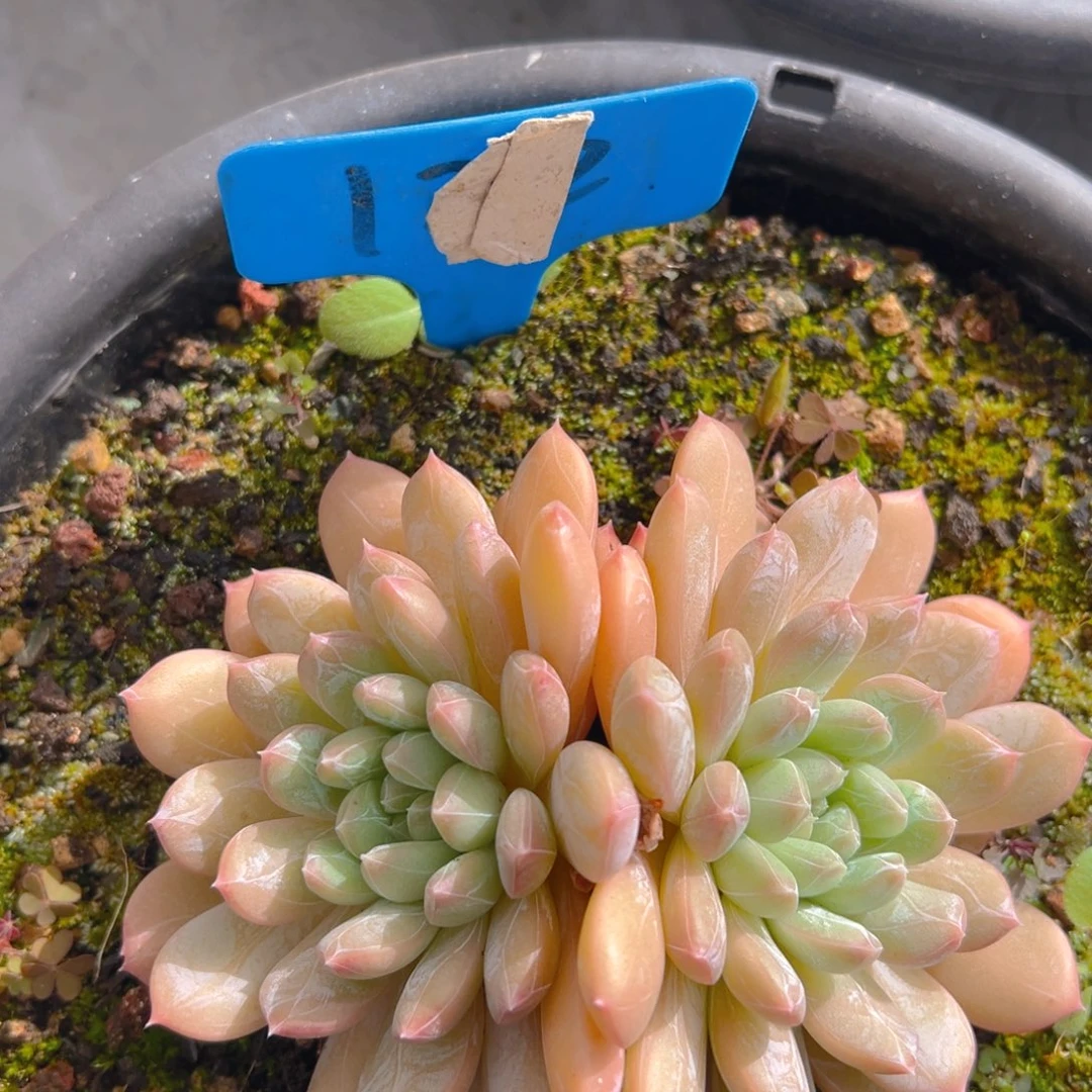 香玉等多种名贵的产品和服务