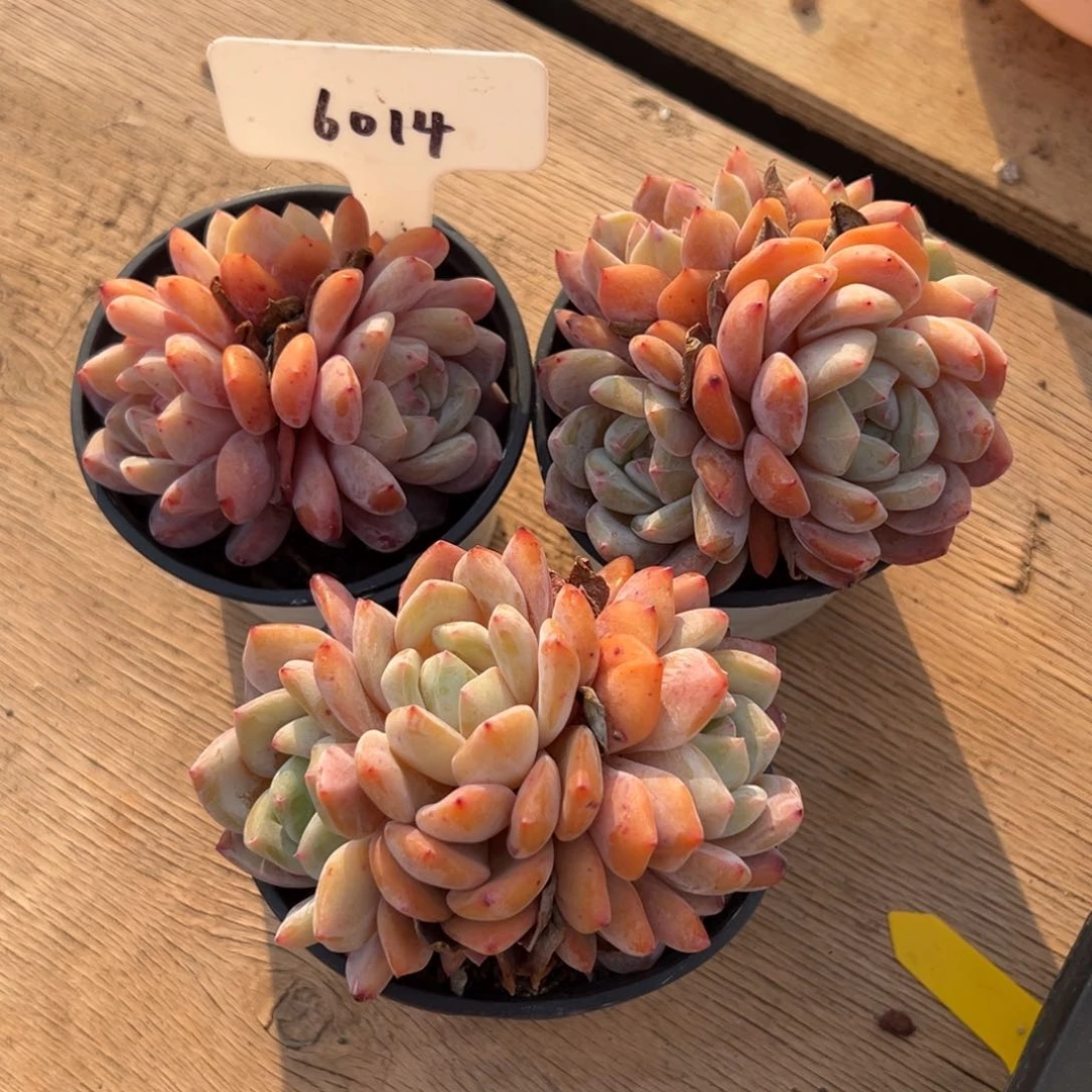 梅三颗橙梦露6014号