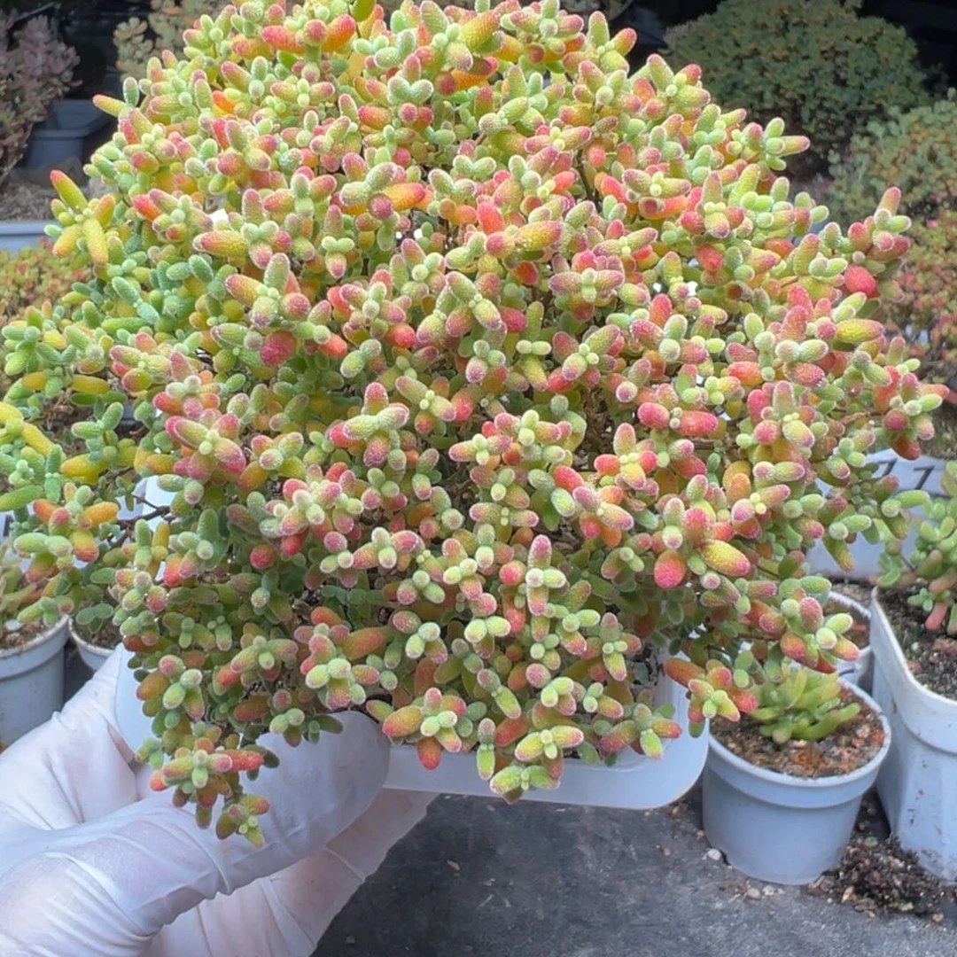 A886蜜橘糖球一物一拍