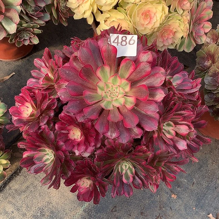 486.红白多肉植物