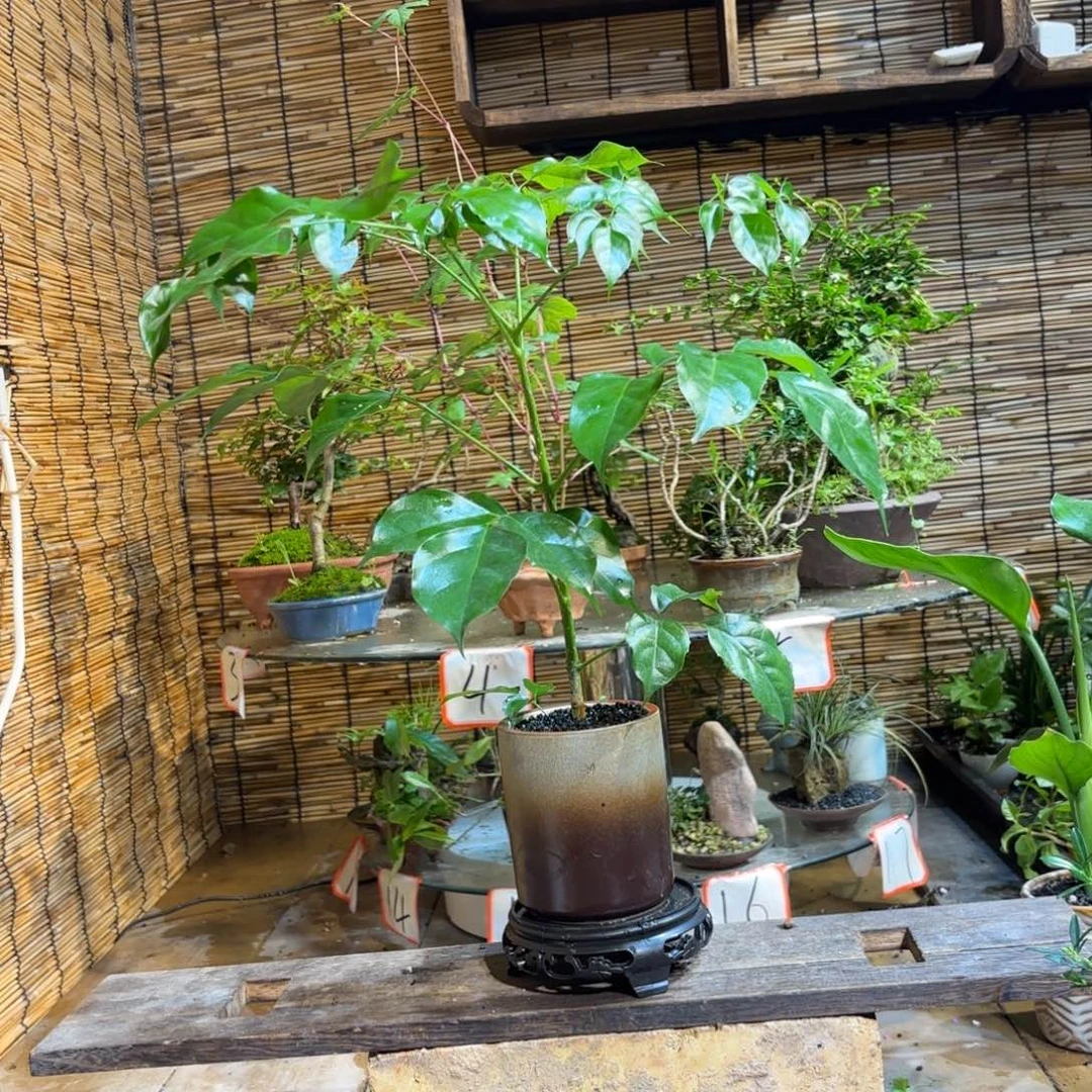 无花朵蕊***西退款拉黑一物一拍82