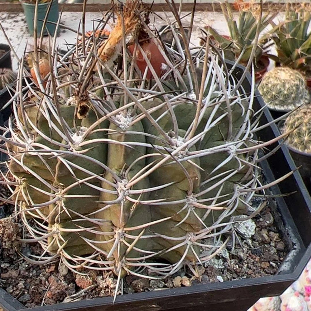 【闪购商品】实生仙人球