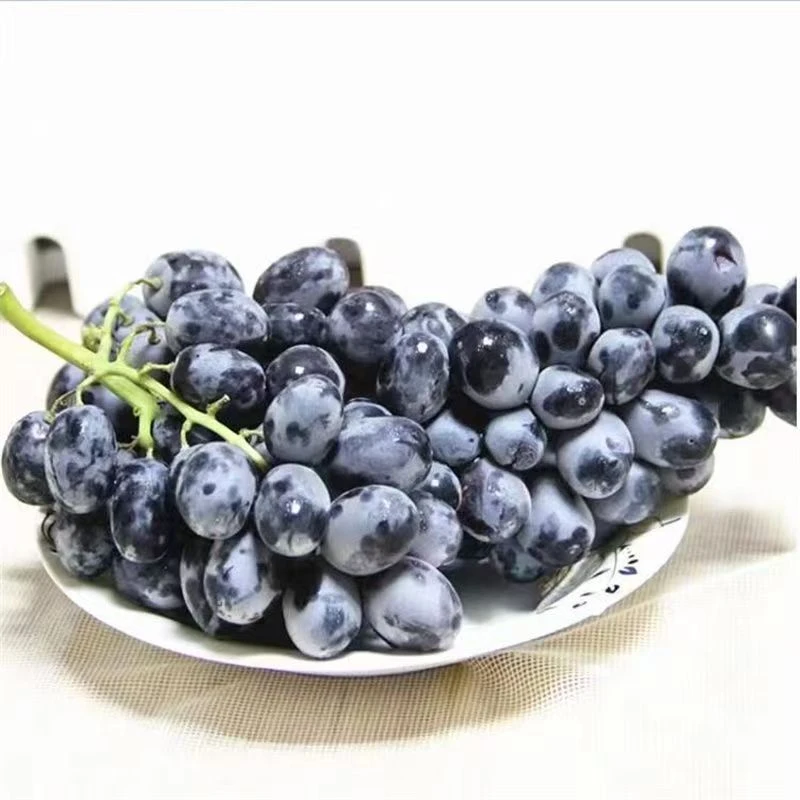 黑加仑葡萄约750g±50g新疆维吾尔自治区