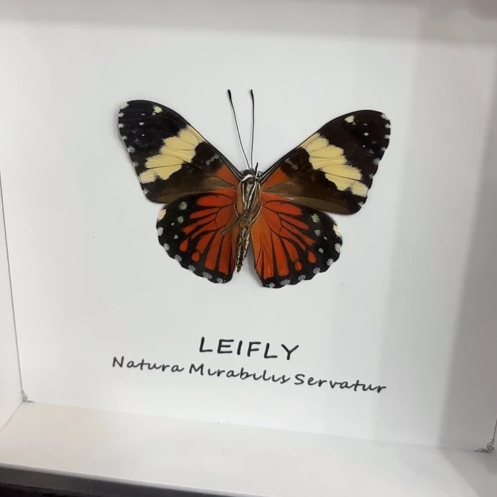 马***特蝴蝶标本定制568@